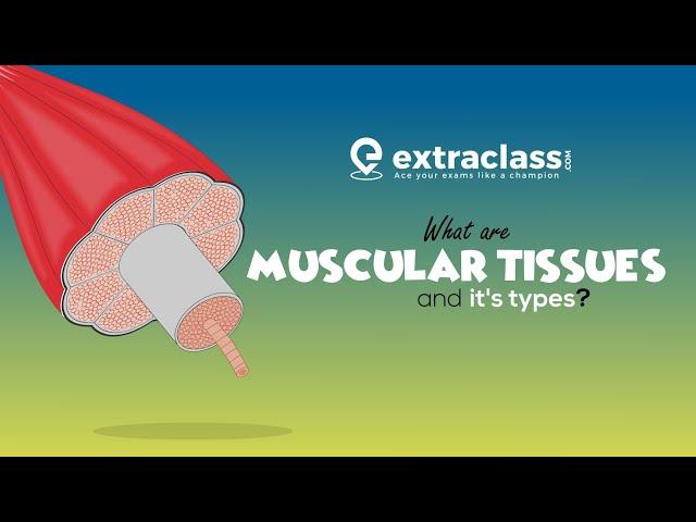 What are muscular tissue and its types | Biology | Extraclass.com