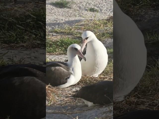 Wisdom  (right)  sitting on egg while preening her mate #birds #nature #shorts