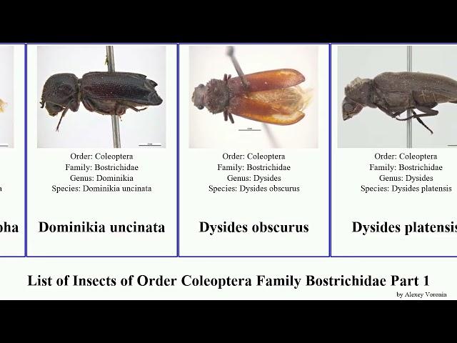 List of Insects of Order Coleoptera Family Bostrichidae Part 1 lichenophanes lyctus borer beetle