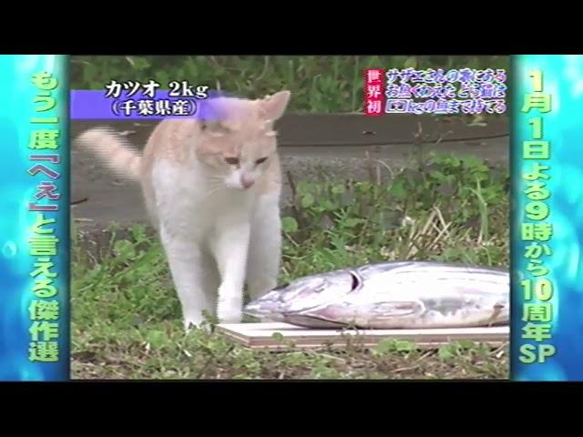 【トリビア 神回】”お魚くわえたドラ猫”は 最大何Kgまでくわえられる？