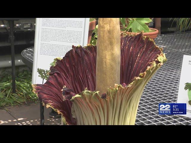 Corpse flower blooms at Smith College's botanical garden