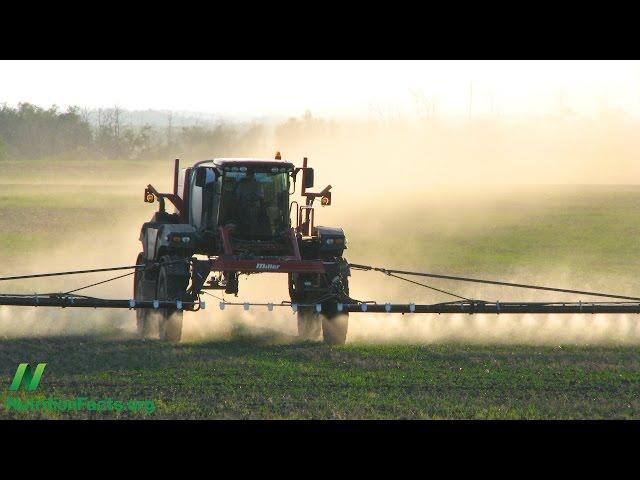 Are GMOs Safe? The Case of Roundup Ready Soy