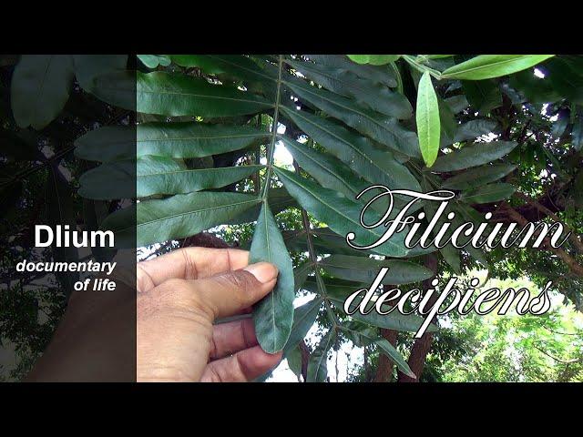 Fern tree (Filicium decipiens)