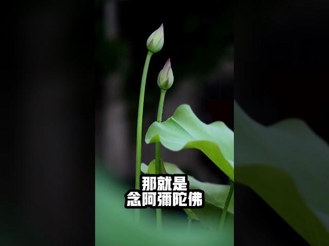 輪迴是怎麼來的呢？怎麼樣不造業？淨空法師開示