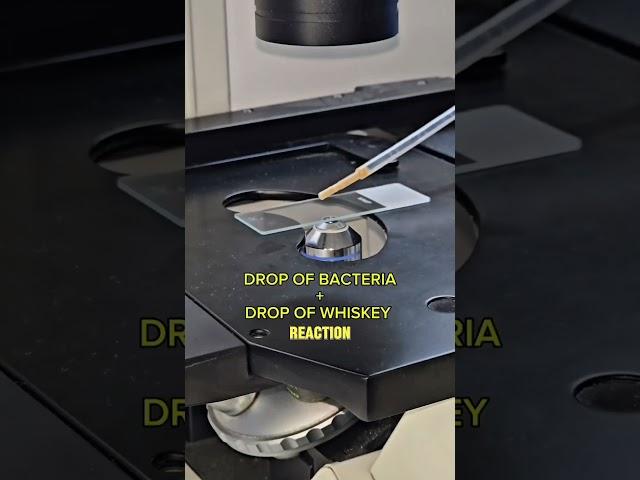 Whiskey vs. Bacteria—What Happened Under the Microscope Shocked Everyone