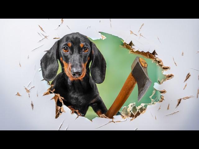 Puppy's Shenanigans! Cute & funny dachshund dog video!