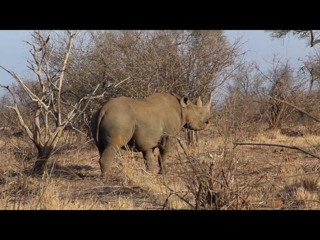 Black Rhino