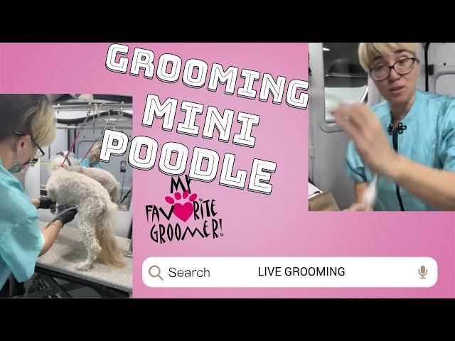 Grooming a cute old grumpy mini poodle named max uh oh