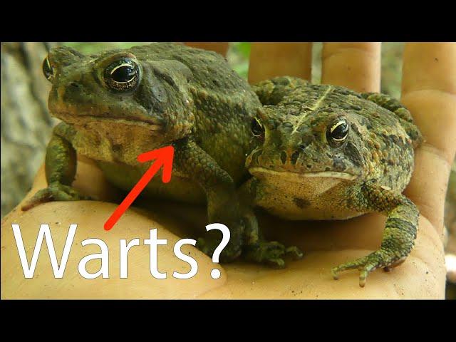 Do Toads REALLY Give You WARTS? All About Toads!