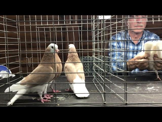 John Thornton Judging Bald Head Birmingham Rollers Central Jersey Variety Pigeon Club Show