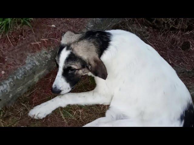 The loyal dog cried loudly and despaired when his owner rejected a dog like him