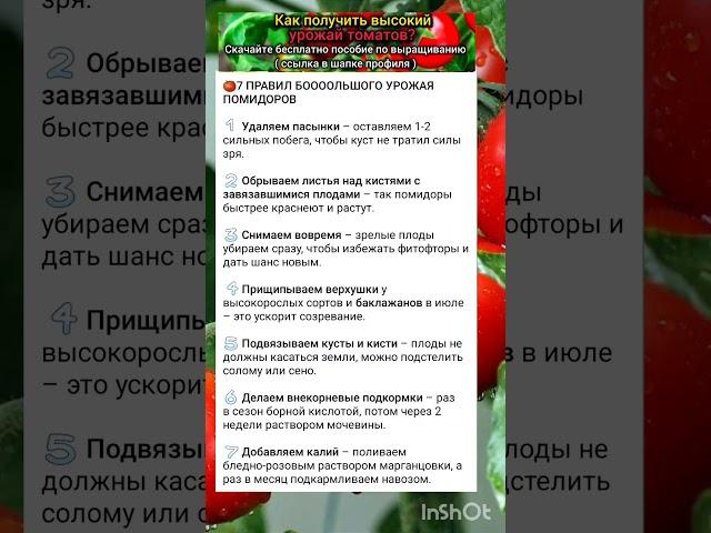 7 правил большого урожая томатов.