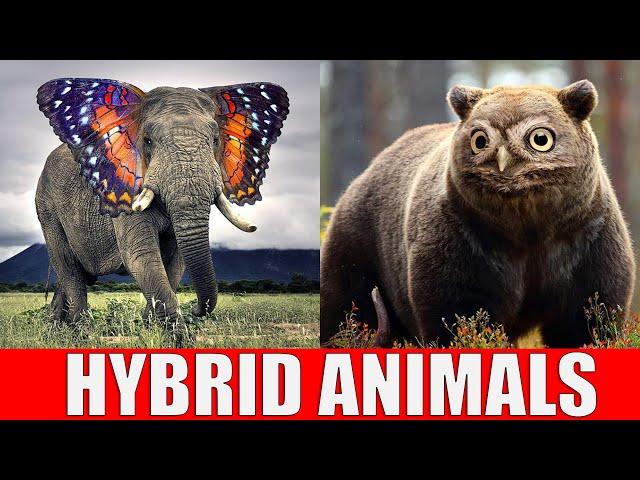 Animals That Don't Exist - Hybrid Animals