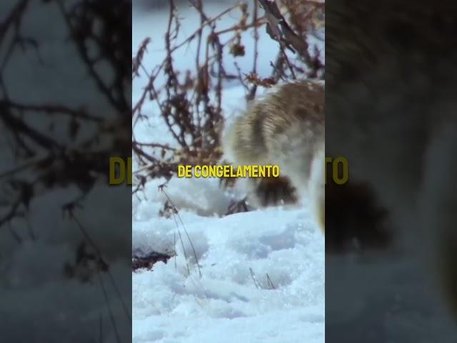 Poucas pessoas sabem do que os Esquilos são capazes! #esquilo #artico #artikus #vidaanimal