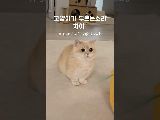아주 미묘한 차이가 있어요 #먼치킨 #고양이#munchkin#cat