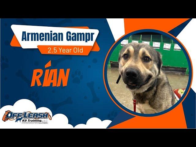 2.5 Year Old Armenian Gampr |Best Canine Training | Off Leash K9 |Board & Train |Missouri