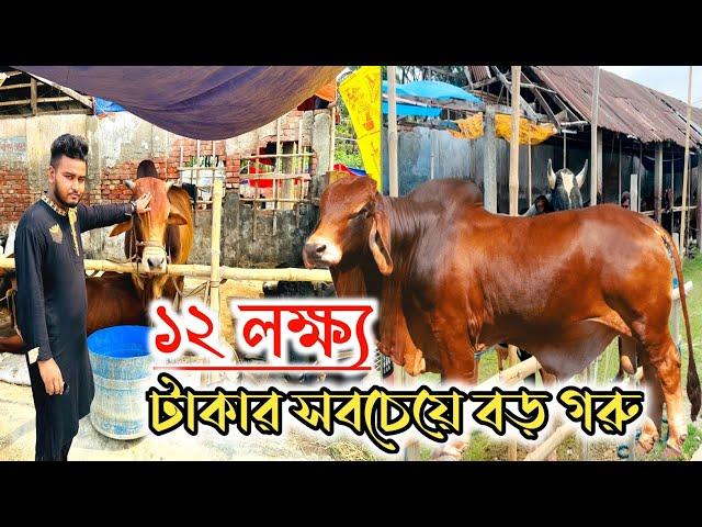 ১২ লক্ষ্য টাকার গরু খুলনার সবচেয়ে বড় কোরবানির পশুর হাটে | Korbani 2024 |