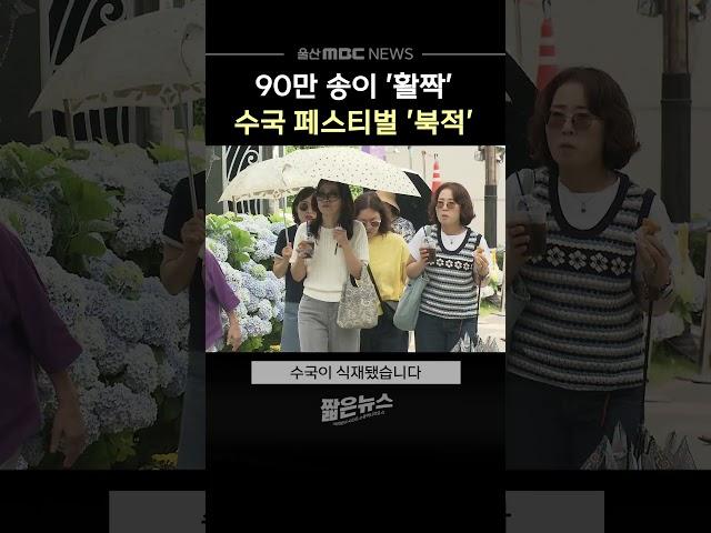90만 송이 '활짝'‥ 수국 페스티벌 '북적'