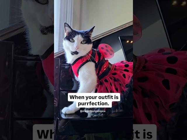 When your outfit is purrfection.  #shorts #kitty #purrfection #catcostume #blackandwhitecat #cat