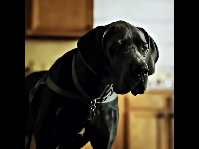 Strays. It's time for a sweet revenge dog  for a bad master