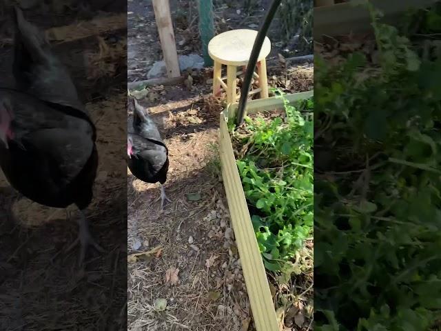 Chicken gardening