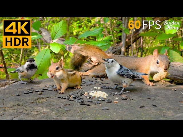 Cat TV for Cats to Watch  Cute Chipmunks, Birds, Squirrels  Nature Fun 4K HDR 60FPS