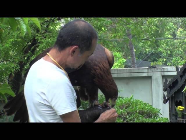 Golden Eagle Training, 2nd Step After Maning