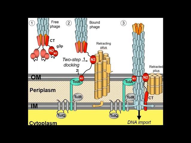Phage vs Phagemid vector | E coli infection