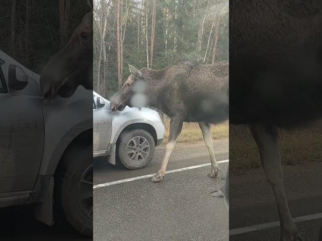On the Turginovsky highway near the village of Gubino , a moose came out to the cars on the highway