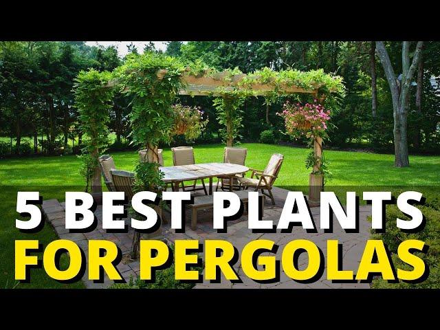 5 Best Plants for Pergolas & Trellises | Garden Trends & Ideas 