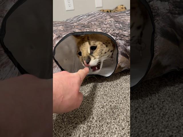 Serval bites a finger #serval #cat #servalpet #shorts