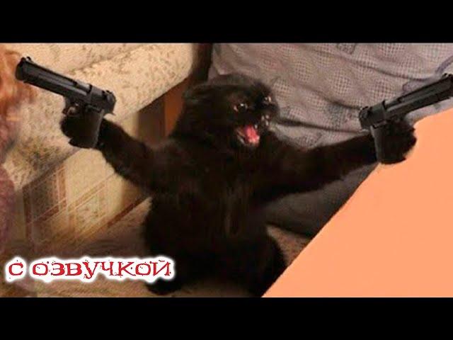 Funny animals! Funniest Cats and Dogs - 4