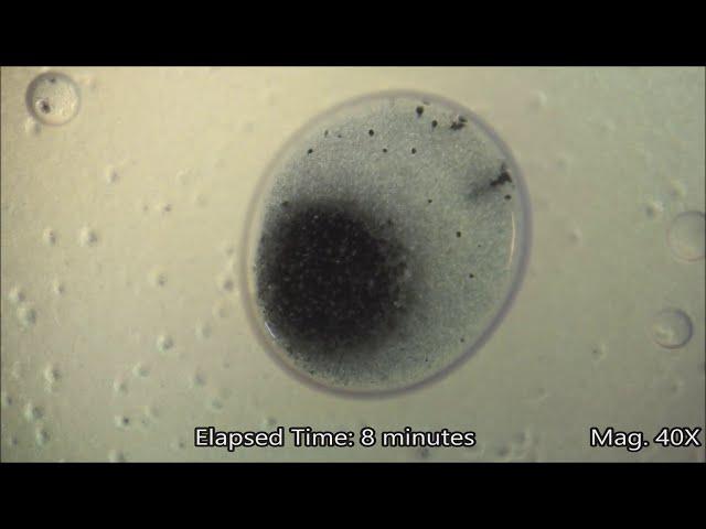 Yeast Fermentation Under the Microscope