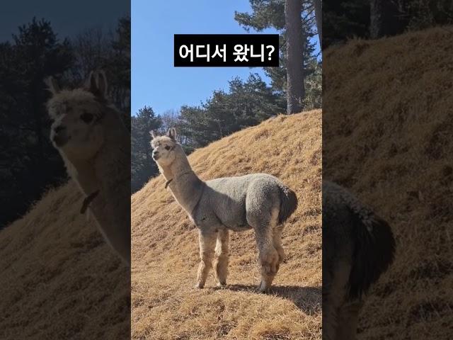 #귀여운#알파카#alpaca 
