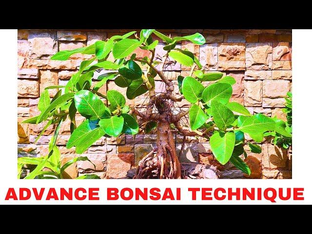 Advance Bonsai Technique to Grow Fast