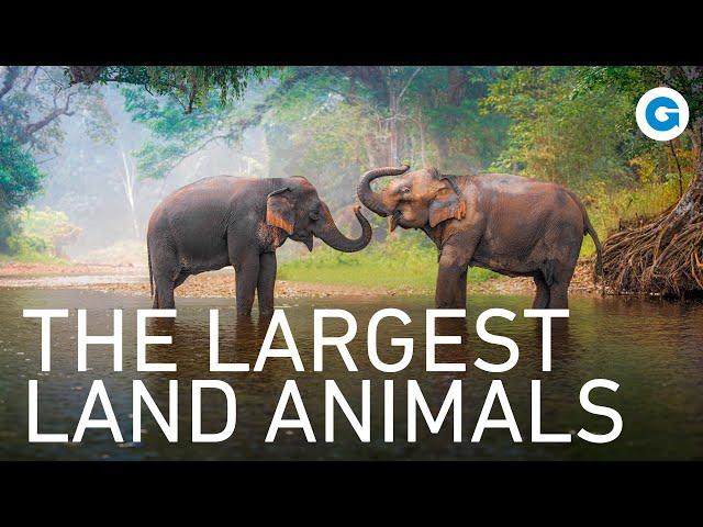 Elephants: Lives of Towering Giants | Full Documentary