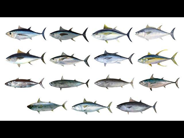 Tuna Fish Species | Types Of Tuna | In English