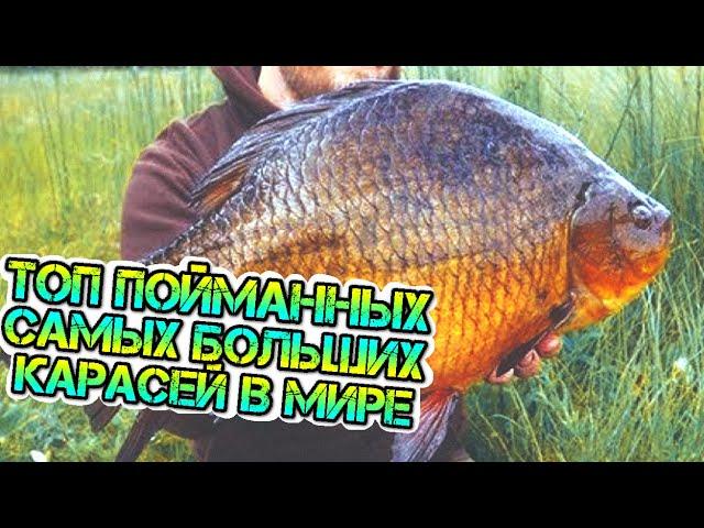 RECORD BIG CARP. TOP-8 BIGGEST CARP CAUGHT ON A ROAD.