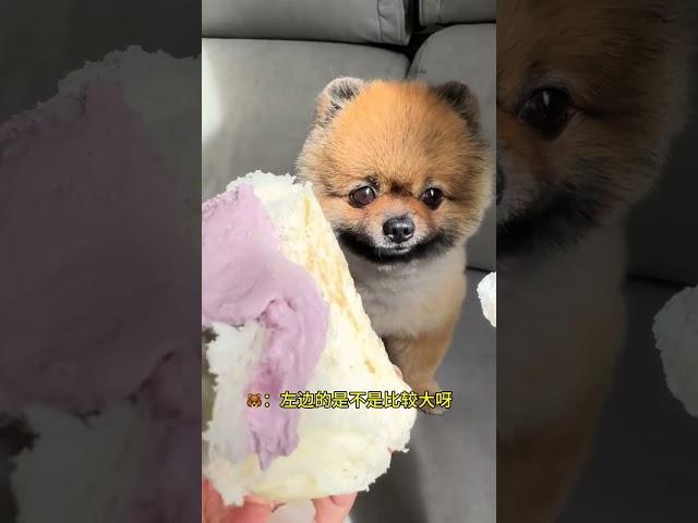 No little Pomeranian can escape the temptation of sweets. Cute pet. Dog. Pomeranian. When you ha