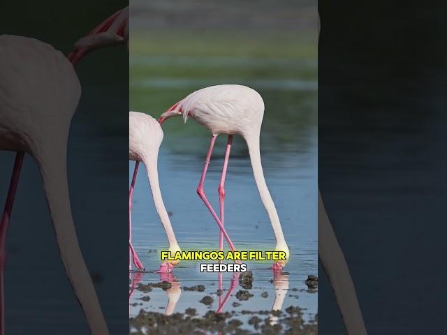 Is This Flamingo Feeding Its Baby Blood?