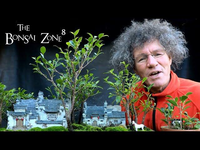 My Chinese City Penjing, The Bonsai Zone, Nov 2021