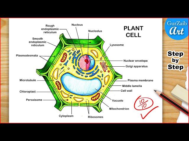 Plant Cell Diagram Drawing / Plant cell structure Labelled / Step by step