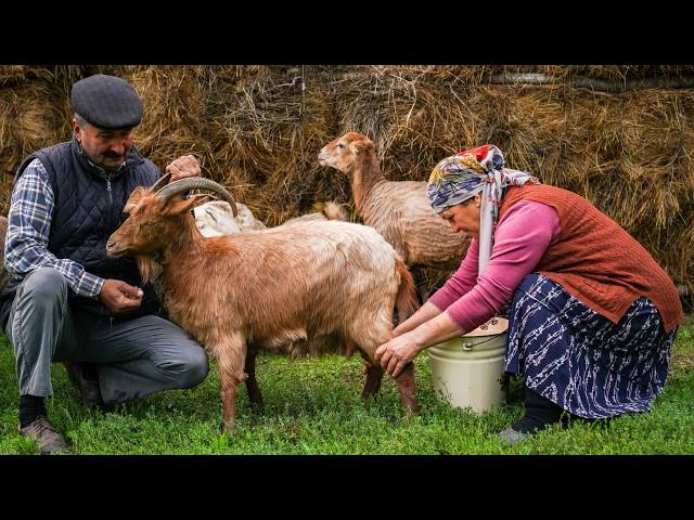  Fresh Goat Milk Cheese: Made in Nature 