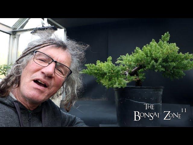 My 50 Dollar Clip and Grow Juniper, Round 2, The Bonsai Zone, Oct 2024