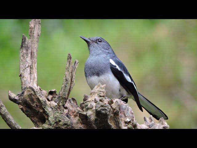 Call of the Oriental magpie-robin සින්දු කියන පොල්කිච්චා (Polkichcha)