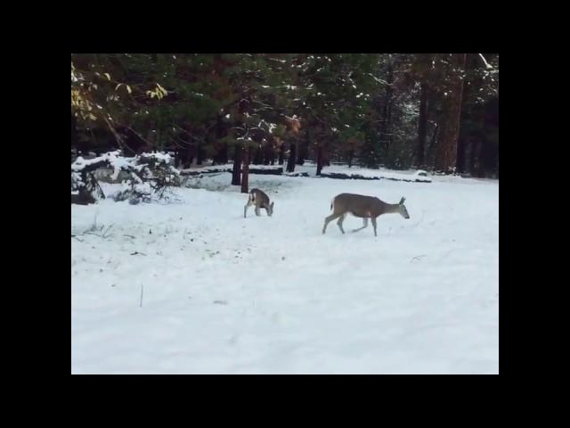 Huge deer sighting in my back yard