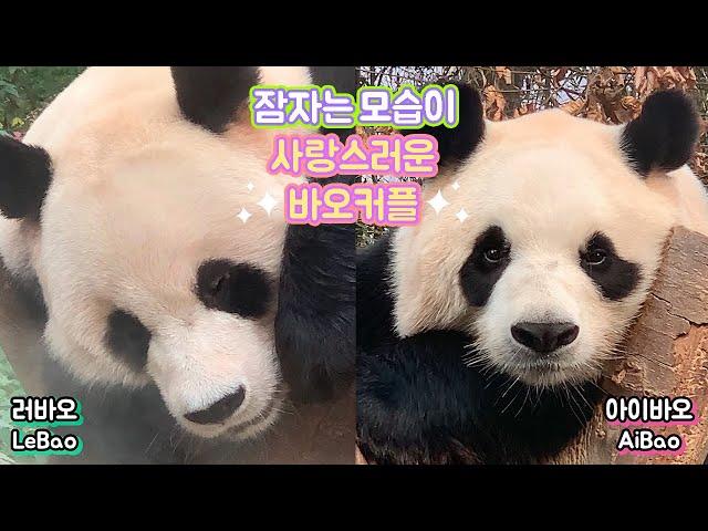 ︎아이바오 & 러바오︎ 사랑스러운 바오커플 I ︎AiBao & LeBao︎ Lovely Bao Couple