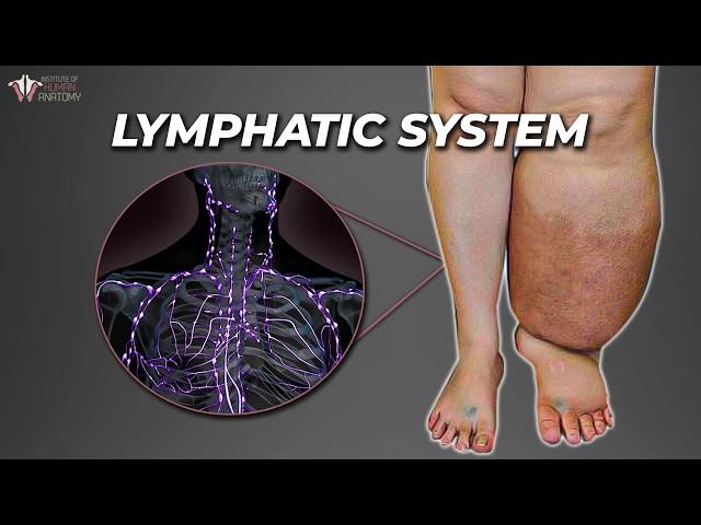 The Secret Plumbing That Keeps You Alive: Lymphatic System