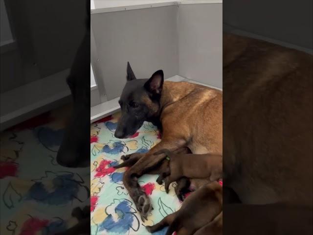 Dog Father Surprised with His Puppies after Seeing Them for the First Time