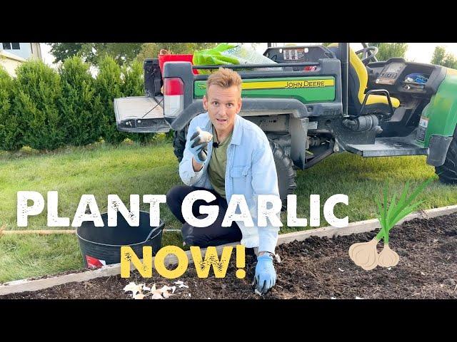 How to Plant GARLIC in the FALL   with Wyse Guide!